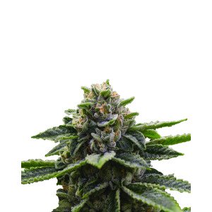 Nirvana seeds Konopné semená Skunk #1 Auto Balenie: 3 ks