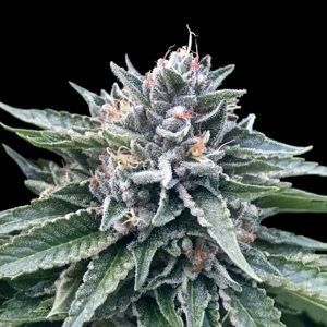 DNA Genetics Semená konope Sorbet #4 Balenie: 5 ks
