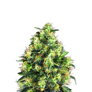 Nirvana seeds Skunk #1 Fem 0% THC Balenie: 5 ks