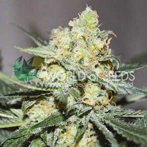 WOS Afghan Kush x Skunk 0 % THC 7 ks Balenie: 7 ks