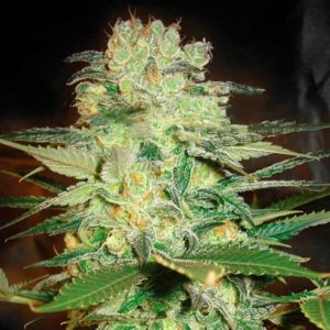 WOS Afghan Kush x White Widow 0 % THC 7 ks Balenie: 7 ks