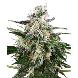 Sensi Seeds White Skunk Fem Balenie: 3 ks
