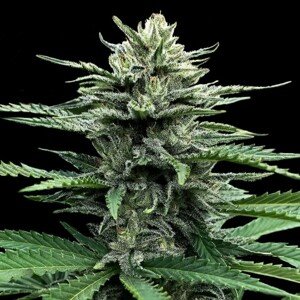DNA Genetics Auto Strawberry Banana Balenie: 6 ks