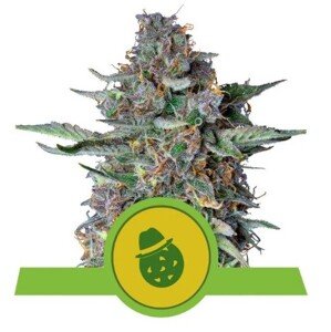 Royal Queen Seeds Do-Si-Dos Automatic Balenie: 1 ks