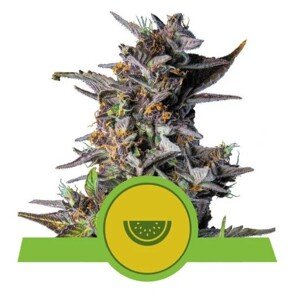 Royal Queen Seeds Watermelon Automatic Balenie: 1 ks