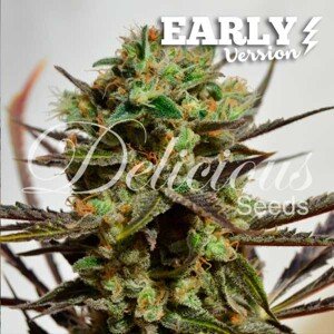 Delicious Seeds Delicious Candy Early Version - F1 Balenie: 5 ks