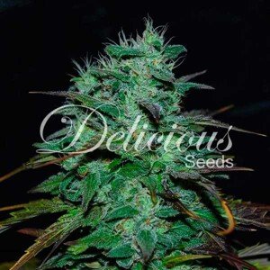 Delicious Seeds Chocobang Balenie: 1 ks