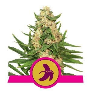 Royal Queen Seeds Fat Banana Fem Balenie: 3 ks
