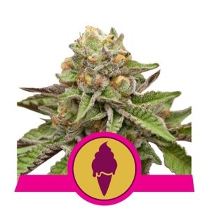 Royal Queen Seeds Green Gelato Fem 0 % THC 5 ks Balenie: 10 ks