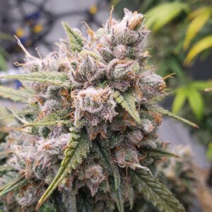 Dutch Passion Auto Cinderella Jack Balenie: 3 ks