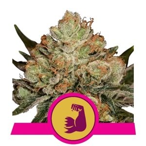 Royal Queen Seeds HulkBerry Fem Balenie: 3 ks