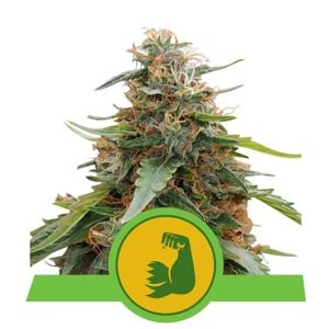 Royal Queen Seeds HulkBerry Auto Balenie: 10 ks