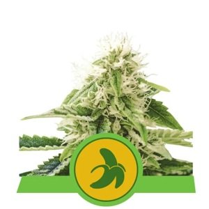 Royal Queen Seeds Fat Banana Auto Balenie: 5 ks