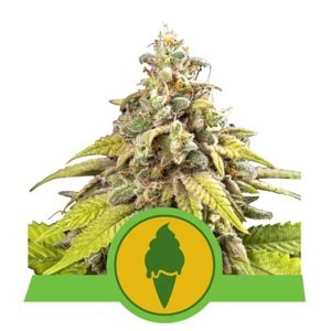 Royal Queen Seeds Green Gelato Auto Balenie: 3 ks
