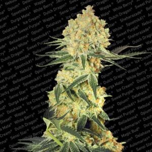 Paradise seeds Auto Wappa 0 % THC 5 ks Balenie: 10 ks