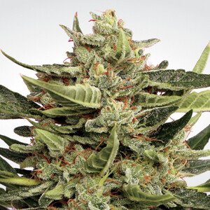 Paradise Seeds vertigo Balenie: 5 ks