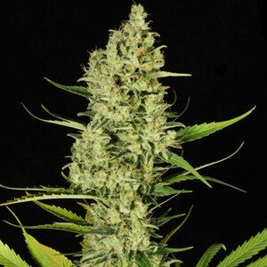 Paradise Seeds Delahaze Balenie: 10 ks
