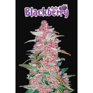 420 Fast Buds Blackberry Auto Balenie: 3 ks
