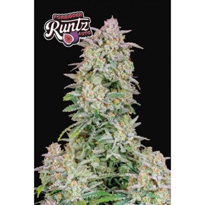 420 Fast Buds Forbidden Runtz Auto Balenie: 3 ks