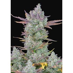 420 Fast Buds Gorilla Cookies Auto Balenie: 3 ks