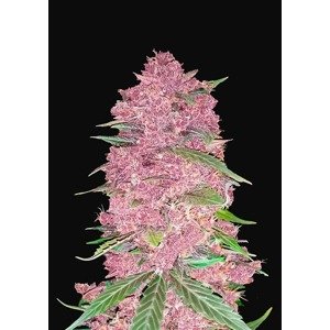 420 Fast Buds Purple Lemonade Auto Balenie: 3 ks