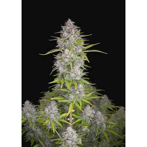 420 Fast Buds Orange Sherbet Auto Balenie: 3 ks