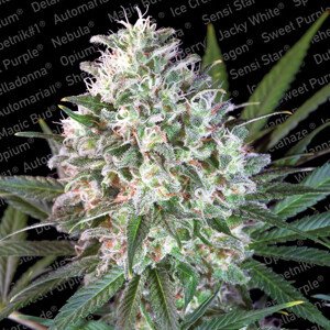 Paradise Seeds space Cookies Balenie: 3 ks