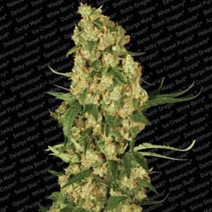 Paradise Seeds Wappa Balenie: 5 ks