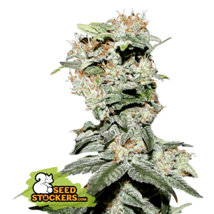 Seedstockers CBD CRITICAL XXL FEM Balenie: 1 ks