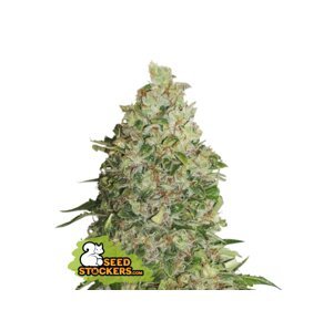 Seedstockers BCN CRITICAL XXL FEM Balenie: 1 ks