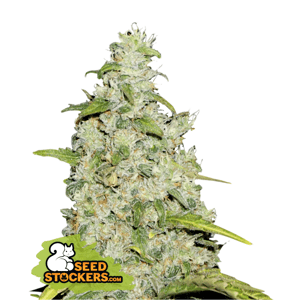Seedstockers Amnesia Auto Balenie: 1 ks