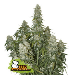 Seedstockers Big Bud Auto Balenie: 1 ks