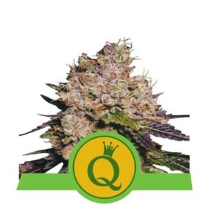 Royal Queen Seeds Purple Queen Auto 0 % THC 5 ks Balenie: 3 ks