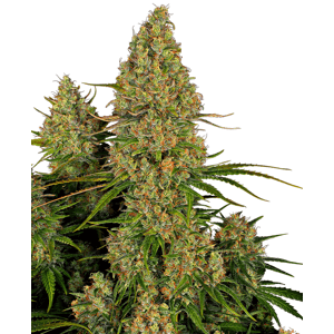 Sensi seeds Banana Kush Cake Auto 0% THC Balenie: 3 ks