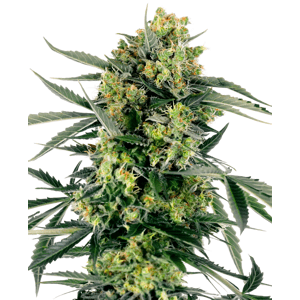 Sensi seeds Banana Kush Cake Auto 0% THC Balenie: 10 ks