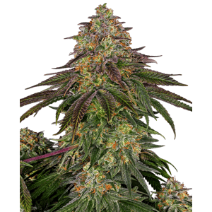 Sensi seeds Banana Kush Cake Auto 0% THC Balenie: 3 ks
