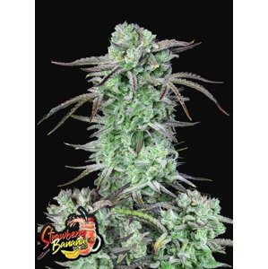 420 Fast Buds Semená konope Strawberry Banana Auto Balenie: 2 ks