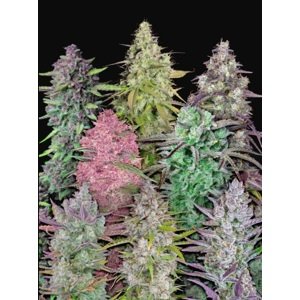 420 Fast Buds Mix Pack Auto Balenie: 5 ks