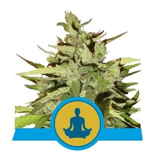 Royal Queen Seeds Stress Killer Auto Balenie: 3 ks
