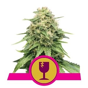 Royal Queen Seeds Critical 0 % THC 5 ks Balenie: 1 ks