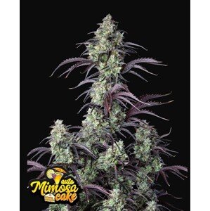 420 Fast Buds Mimosa Cake Auto Balenie: 3 ks