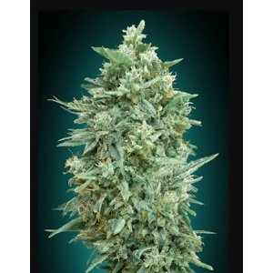 00 seeds Auto Northern Light XXL Balenie: 3 ks