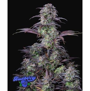420 Fast Buds Blueberry Auto Balenie: 5 ks