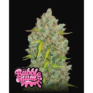 420 Fast Buds BubbleGum Auto Balenie: 3 ks