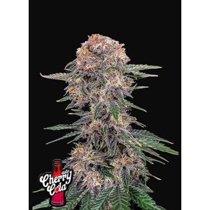 420 Fast Buds Cherry Cola Auto Balenie: 1 ks