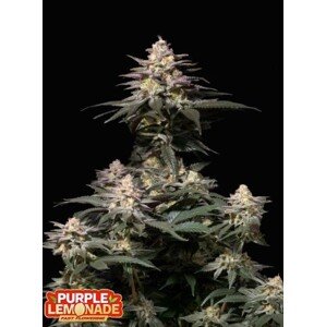 420 Fast Buds Purple Lemonade Fast Flowering Balenie: 3 ks