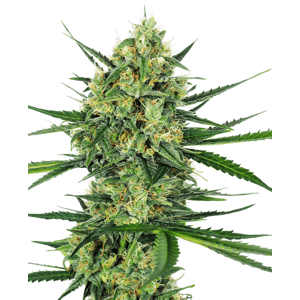 Sensi seeds Master Kush 0% THC Balenie: 3 ks