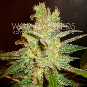 World of Seeds Northern Light x Big Bud Early version Balenie: 7 ks