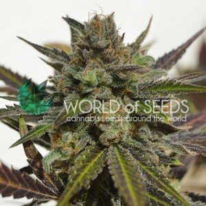 World of Seeds Northern Light x Skunk Balenie: 7 ks