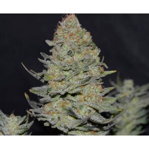 Delicious seeds Delicious Candy Auto 0 % THC 5 ks Balenie: 3 ks